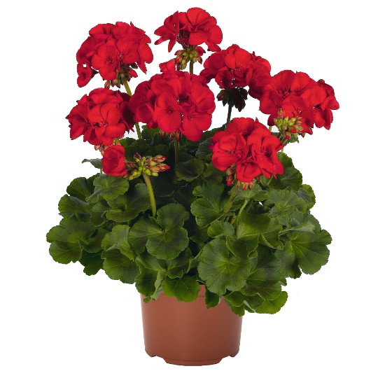 Survivor Idols® Dark Red