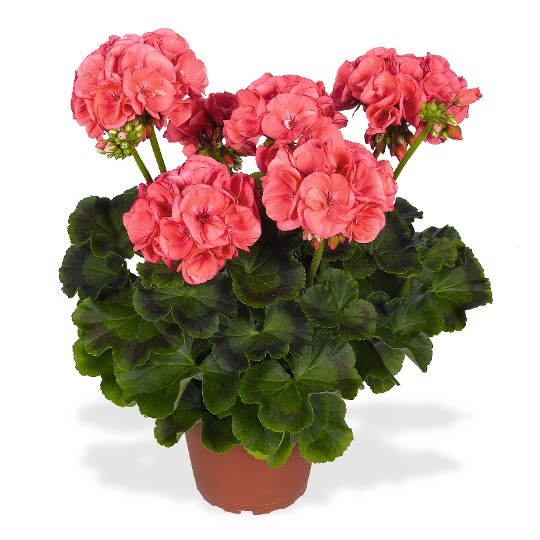 Survivor® Salmon Pink