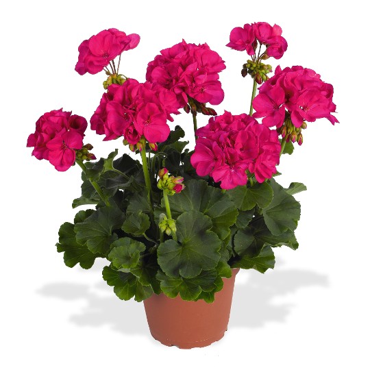 Survivor® Fuchsia