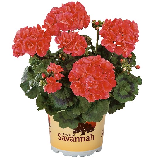 Savannah Coral