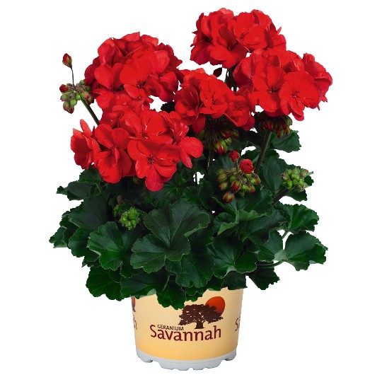 Savannah® Red