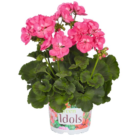 Green Idols Hot Pink