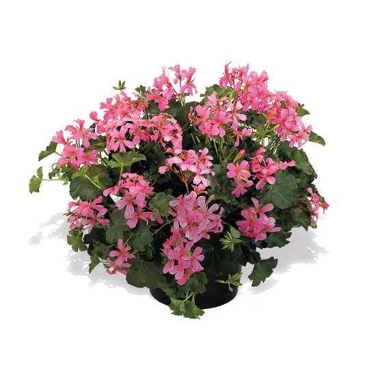 Classic Single Decora Pink