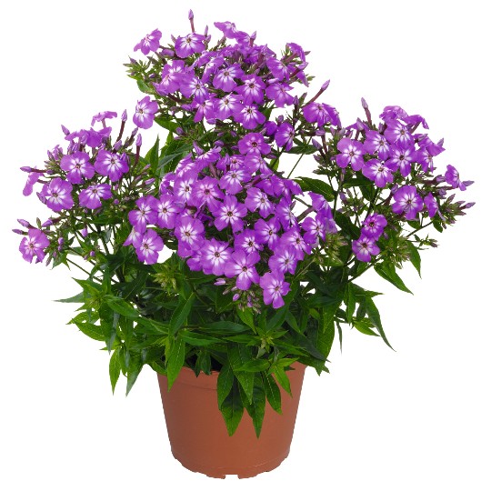 Flame® Pro Violet Charme