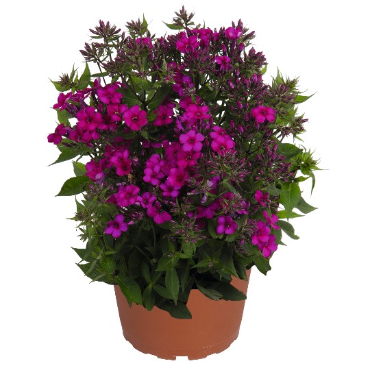 Early® Cerise