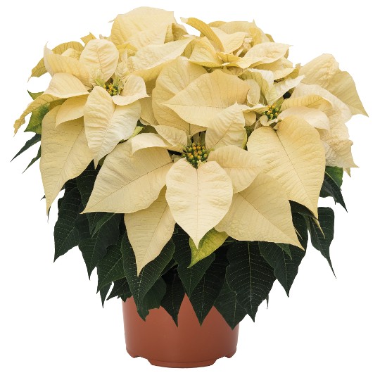 Jubilee White