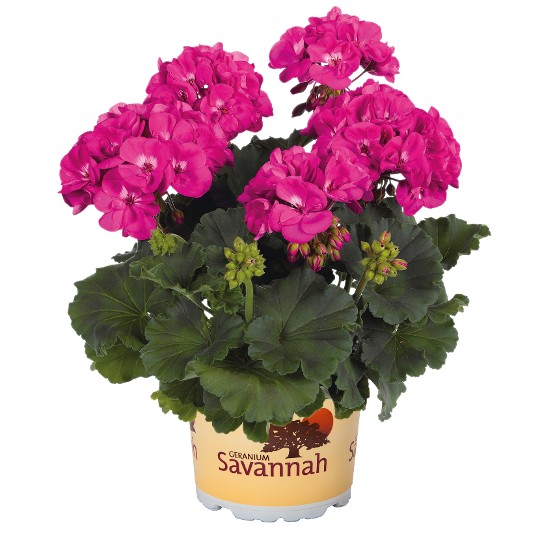 Savannah® Blue