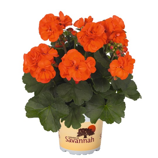 Savannah® Oh so Orange