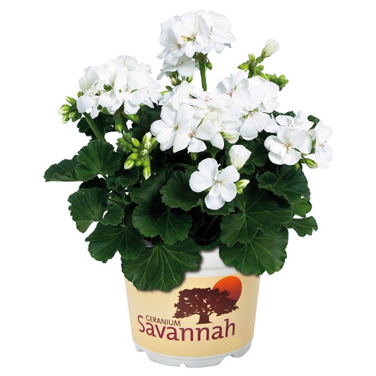 Savannah® White