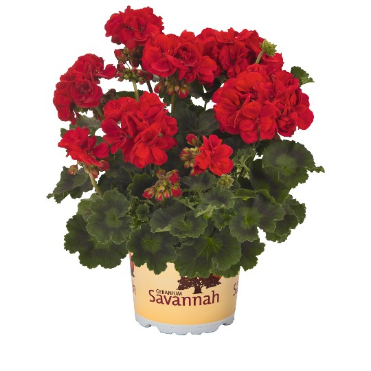 Savannah® Really Red