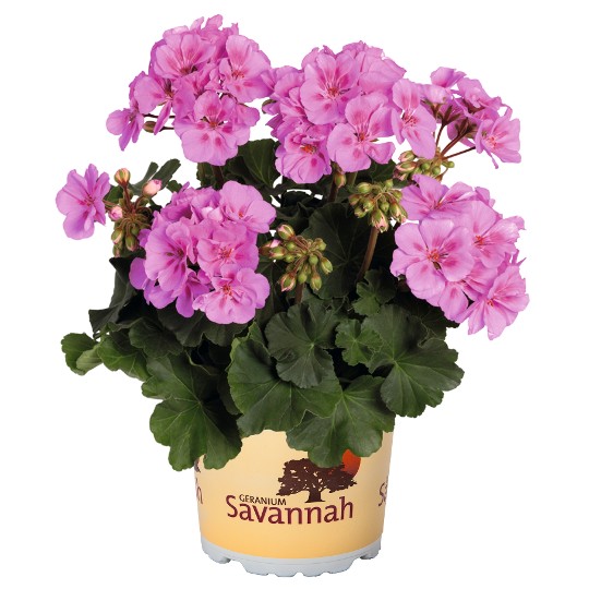 Savannah® Lavender Splash