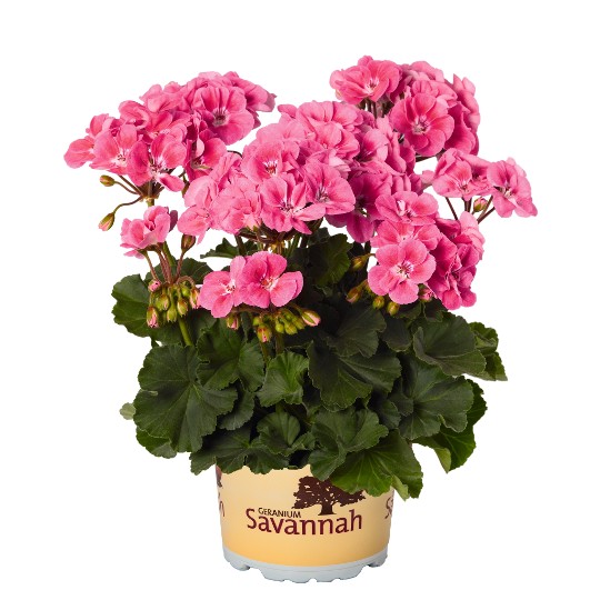 Savannah® Pink Sizzle