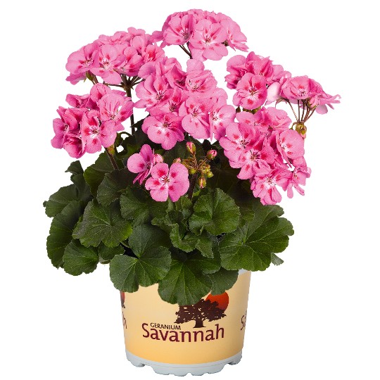 Savannah® Pink