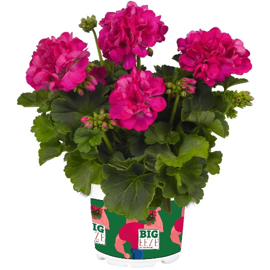 Big EEZE Fuchsia Blue