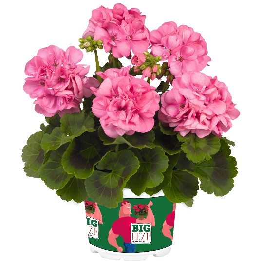 Survivor Idols® Pink (Big EEZE)