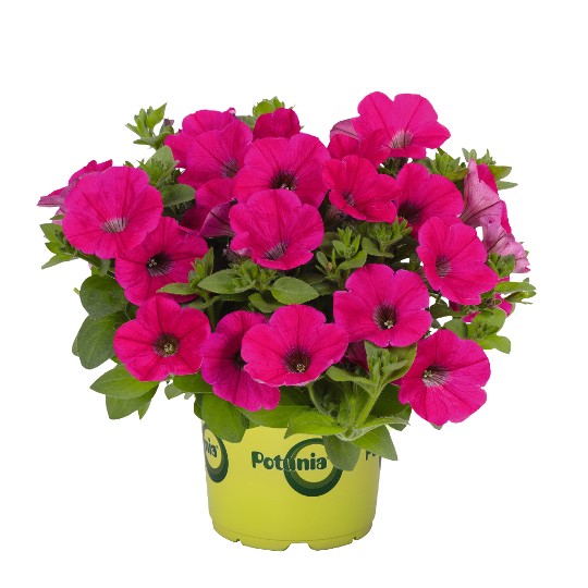 Potunia® Piccola® Hot Pink