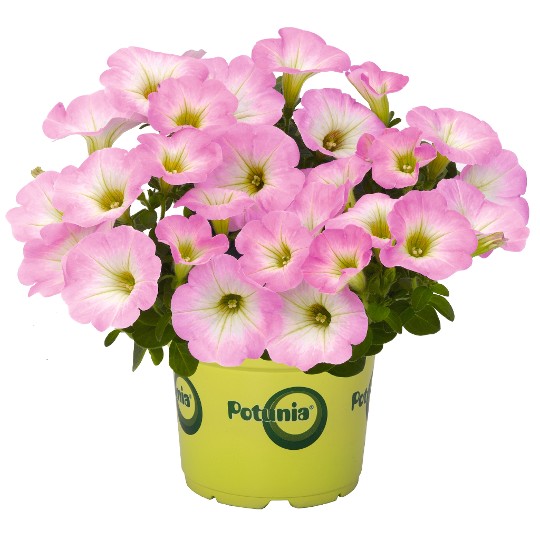 Potunia® Piccola® Pink