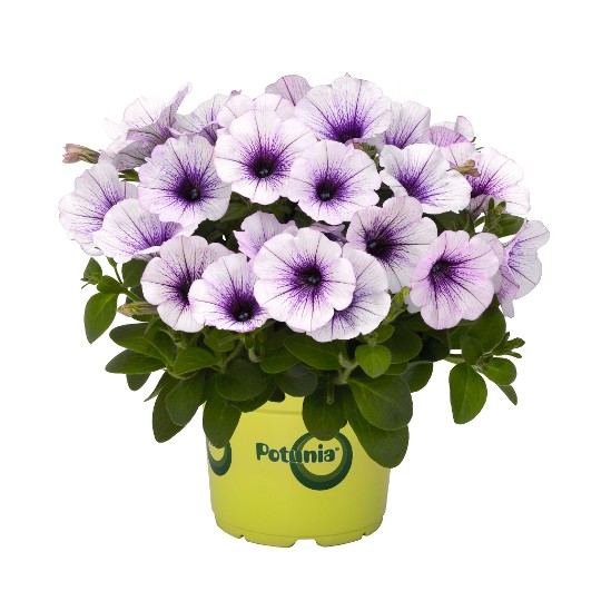 Potunia® Piccola Blue Ice