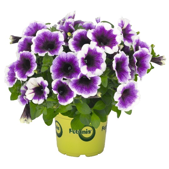 Potunia® + Purple Halo