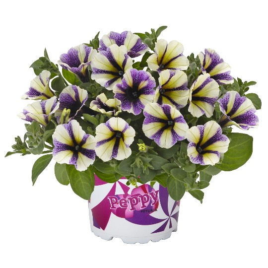 Peppy® Blueberry Muffin