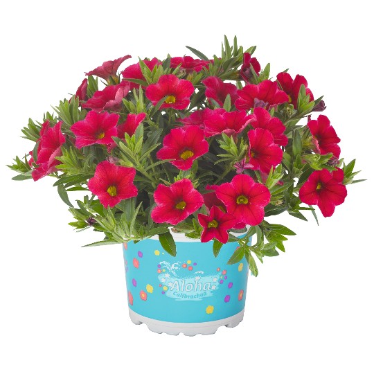 Aloha Kona Cherry Red