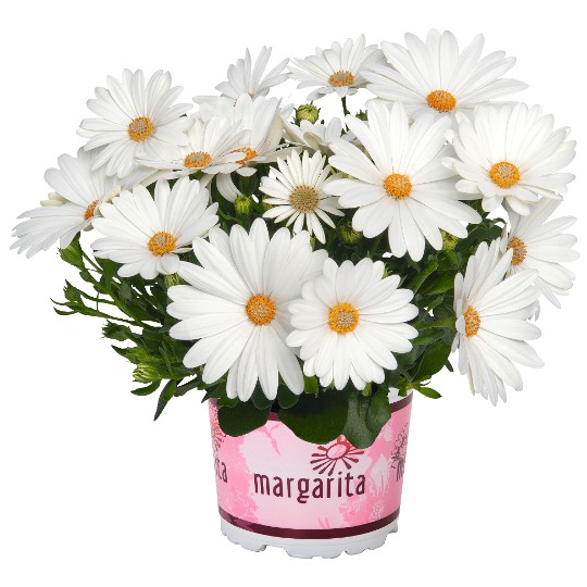Margarita Creme