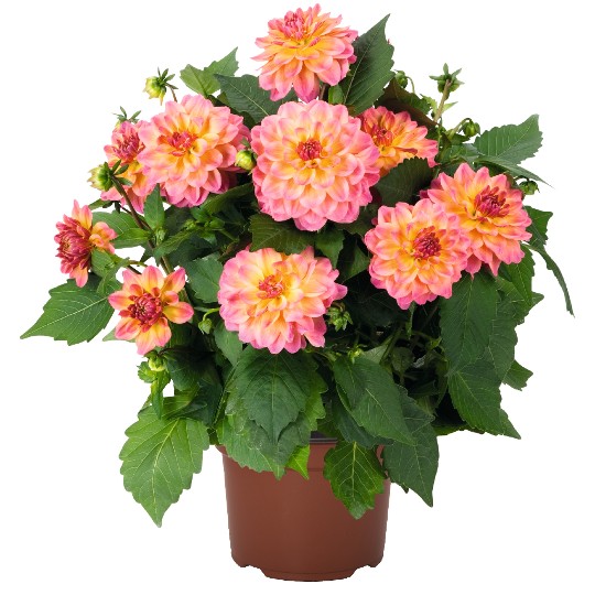 Hypnotica® Rose Bicolor