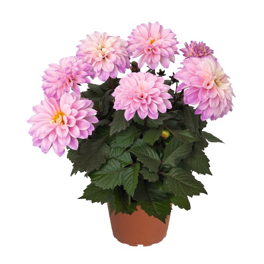 Temptation Pink Bicolor