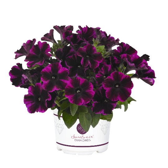 Sweetunia Johnny Flame