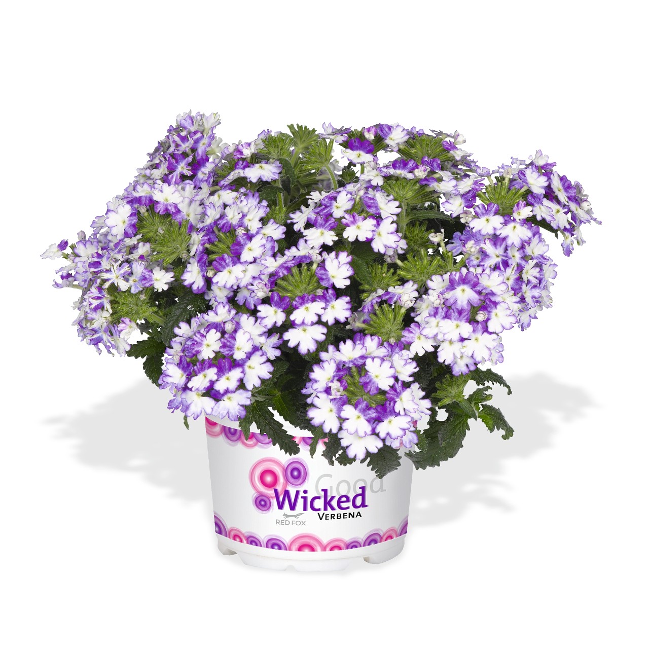 Wicked Cool Blue - Products - Dümmen Orange