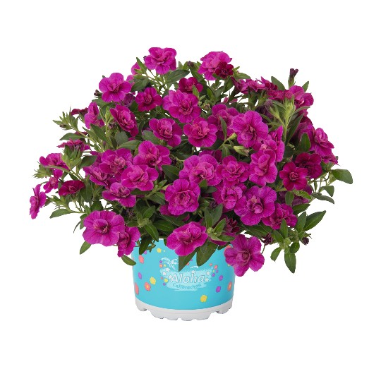 Aloha Double Purple