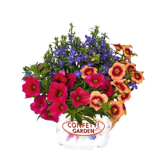 Confetti Garden® Waterbury