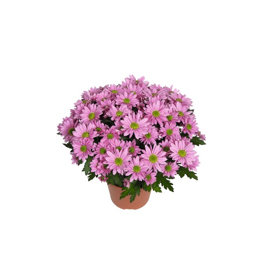 Swifty Light Pink