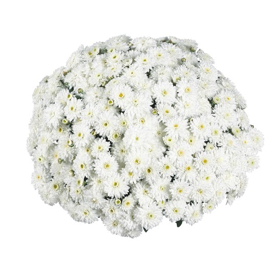 Calm White (DB Pure White)