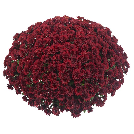 Power Red (MR Deep Red)