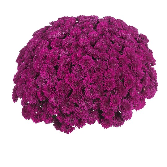 Lagoon Purple (DB Purple)
