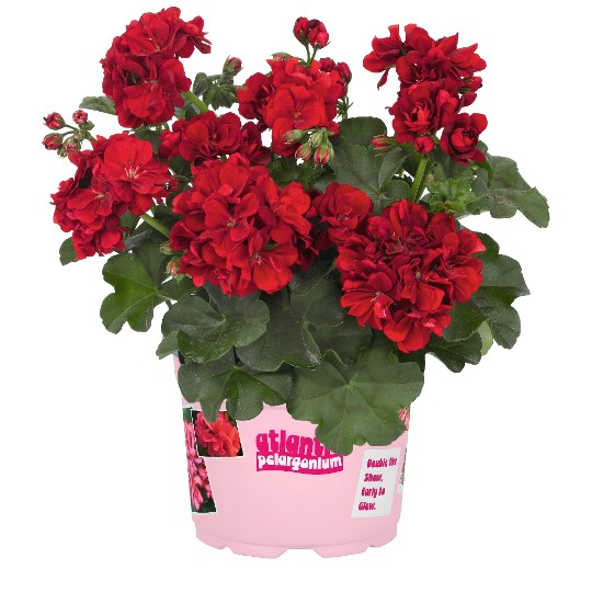 Atlantic Dark Red