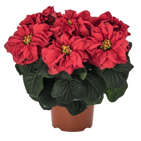 Winter Rose® Early Red