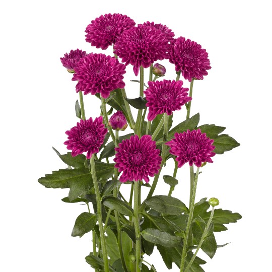 Lollipop Purple