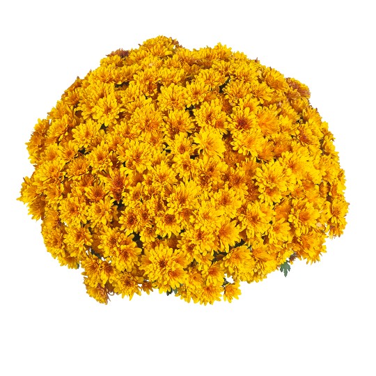 Flame Bicolor (SB Flame)