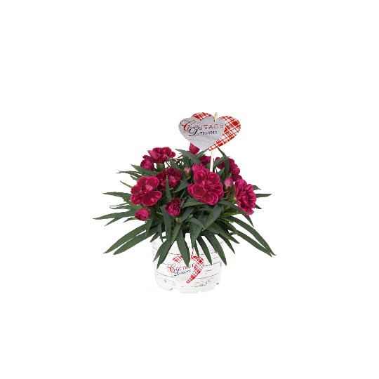 Sarita® Salmon Pink