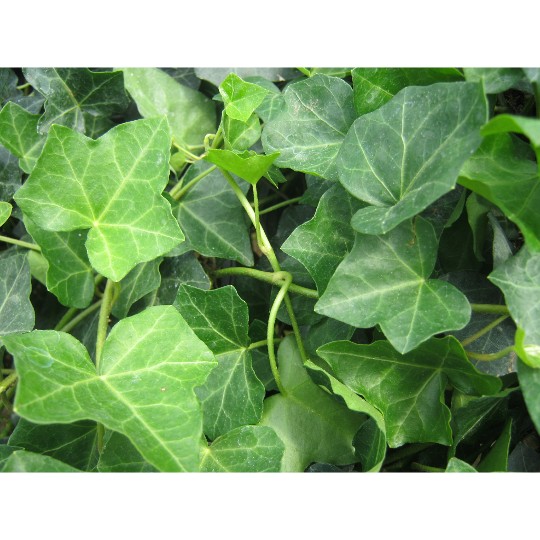 Common Ivy