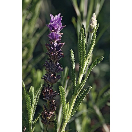 dentata French Lavender (Green)