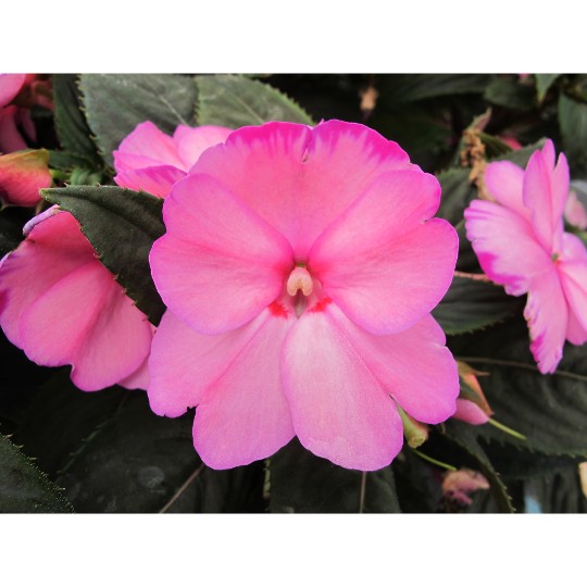 SunStanding® Light Pink Aurora (H-A)