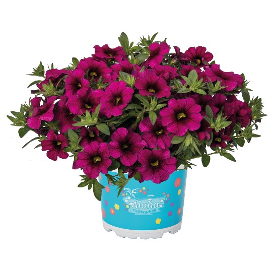Aloha Kona Neon Fuchsia