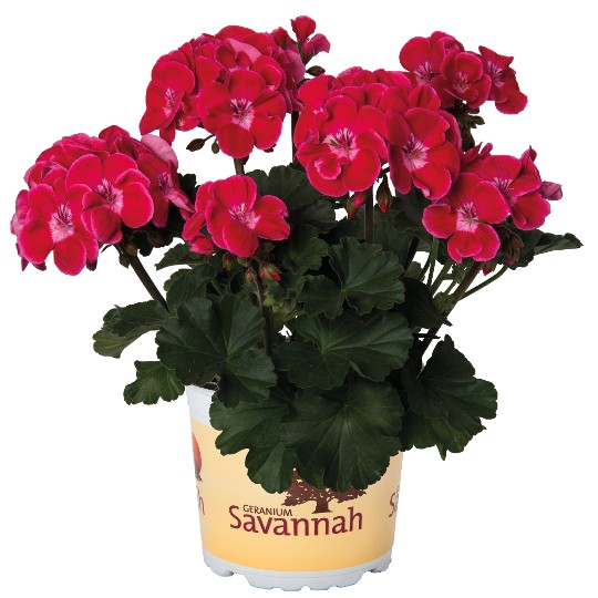 Savannah® TexMex Ruby