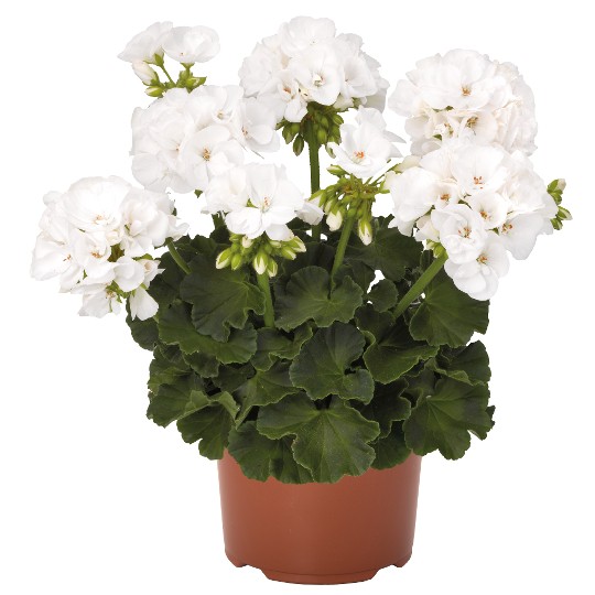 Survivor Idols® White