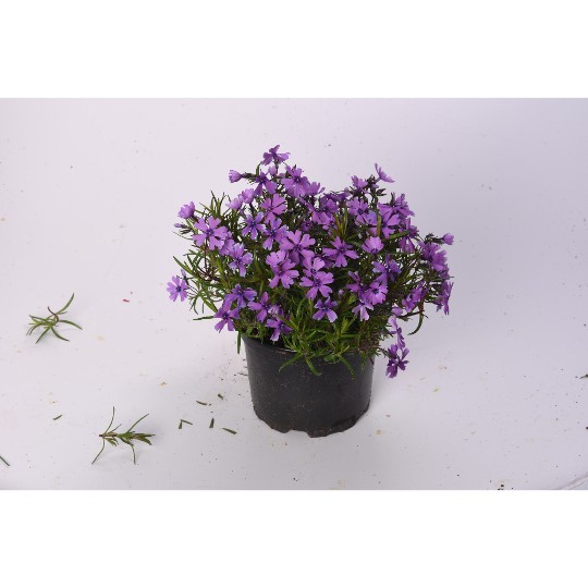 Purple Beauty