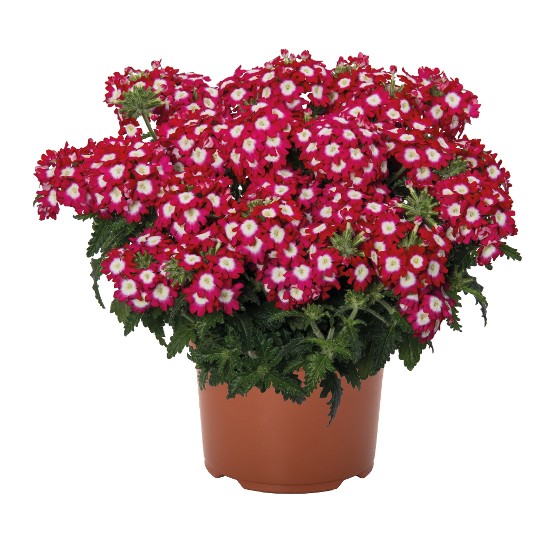 Empress® Flair Cherry Charme