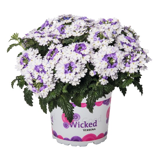 Wicked Purple